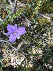 Thysanotus racemoides