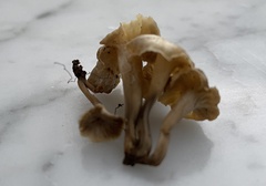 Craterellus melanoxeros