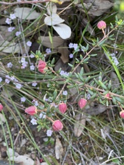 Boronia ledifolia
