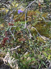 Thysanotus racemoides