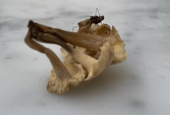 Craterellus melanoxeros