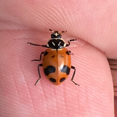 Hippodamia glacialis