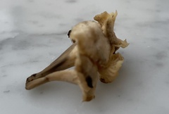 Craterellus melanoxeros