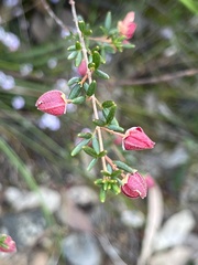Boronia ledifolia