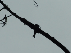 Dicrurus leucophaeus