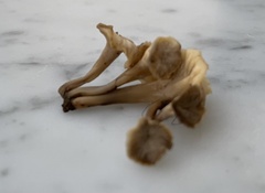 Craterellus melanoxeros