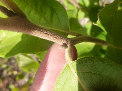 Styrax grandifolius