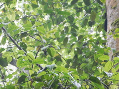 Lonchura leucogastroides