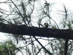 Eurylaimus javanicus javanicus