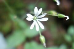 Stellaria nemorum