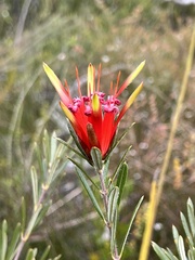 Lambertia formosa