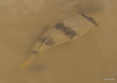 Marilyna pleurosticta