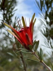 Lambertia formosa