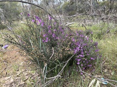 Prostanthera