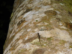 Sphenomorphus puncticentralis