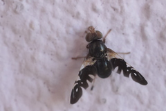 Aciura coryli