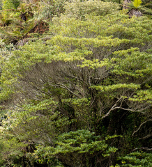 Elaeocarpus dentatus