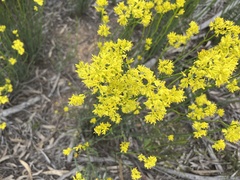 Glischrocaryon behrii