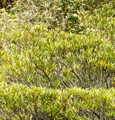 Elaeocarpus dentatus