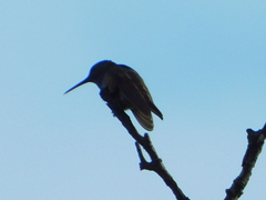 Saucerottia beryllina