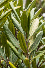 Elaeocarpus dentatus