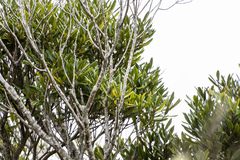 Elaeocarpus dentatus