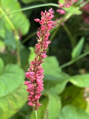 Bistorta amplexicaulis