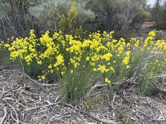 Glischrocaryon behrii