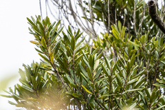 Elaeocarpus dentatus