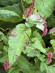 Bistorta amplexicaulis