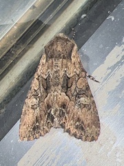 Mniotype occidentalis