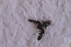 Aciura coryli