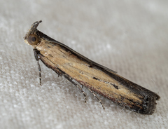 Elasmopalpus lignosella