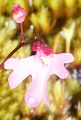 Utricularia multifida