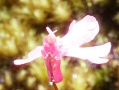 Utricularia multifida