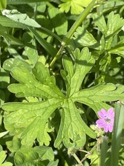 Geranium dissectum