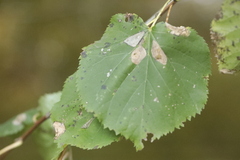 Phyllonorycter issikii