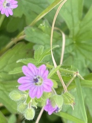 Geranium dissectum