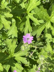 Geranium dissectum