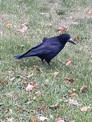 Corvus frugilegus