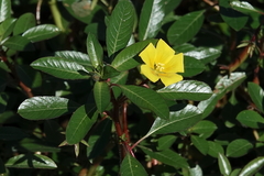 Ludwigia peploides