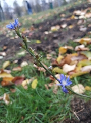 Cichorium intybus
