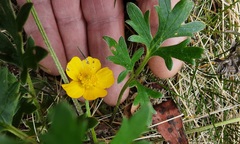 Ranunculus lappaceus