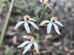 Caladenia cucullata
