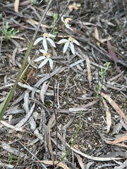 Caladenia cucullata