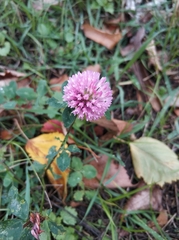 Trifolium pratense