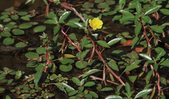 Ludwigia peploides