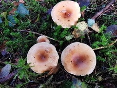 Paralepista flaccida