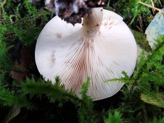 Paralepista flaccida