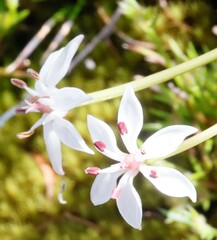 Burchardia multiflora